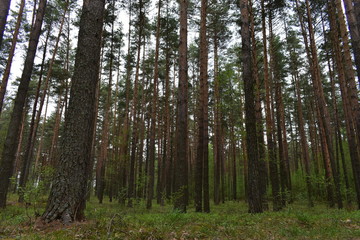 Fototapeta premium сосновый бор