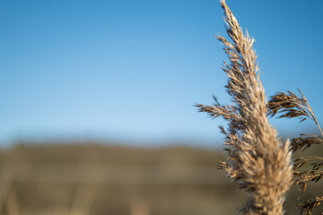 Fototapeta premium Spring time, reeds with blurry blue sky in the background