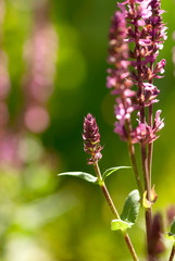 Pink Salvia Buds
