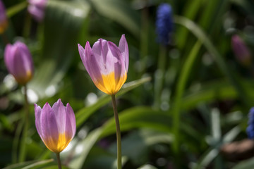 Obraz premium spring flowers in a Dutch garden