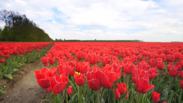 Red tulips growing in a field during springtime in Holland with clouds moving over the field and forest in the background.