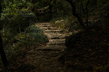 dark mystic forest scenic landscape with paved spiral stairway under shadow from trees, atmospheric outdoor place  