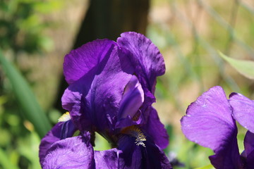 Flower of violet Iris plant, macro