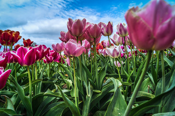 purple tulips with blue sky bakcground