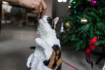 Calico cat standing up on hind legs for treat from human hand training trick
