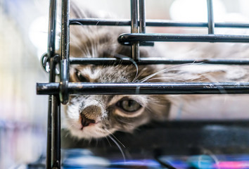 Portrait of one sad grey and white kitten looking through cage metal waiting for adoption