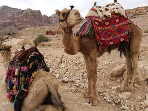 Camels