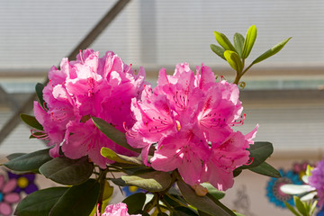 Rhododendron of the Ilma species.