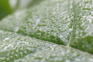 water droplts on leaf, krople wody na lisciu