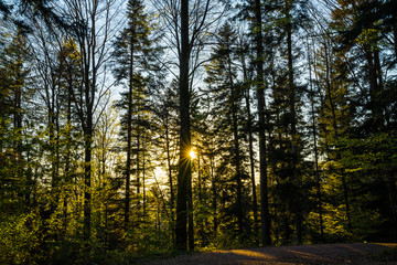 Germany, Magic sunset mood in green nature countryside of black forest trees