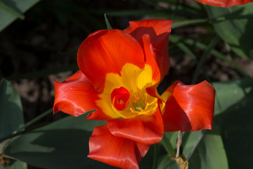 Fototapeta premium spring flowers in a Dutch garden