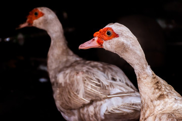 Close up two mother duck