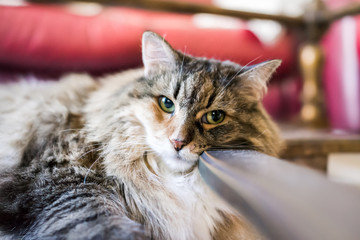 Closeup of sad maine coon calico cat face resting head on wooden table indoors melancholy ce