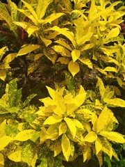 autumn leaves background