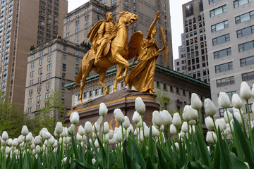 White tulips in bloom at Grand Army Plaza in Manhattan