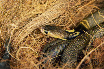 Baby Siamese cobra (Naja kaouthia) is poisonous dangerous serious snake and a species widespread across South and Southeast Asia in hiding a coconut shell's hair.