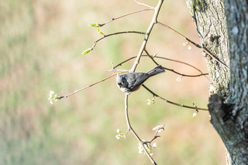 One tufted titmice titmouse tit bird perched on tree branch in sunny colorful spring in Virginia high angle looking down by flowers