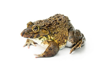 Chinese edible frog, East Asian bullfrog, Taiwanese frog (Hoplobatrachus rugulosus) with breeding husbandry is economic animals in agriculture of Thailand. isolated on white background.