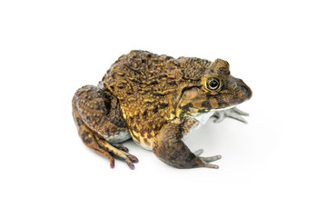 Chinese edible frog, East Asian bullfrog, Taiwanese frog (Hoplobatrachus rugulosus) with breeding husbandry is economic animals in agriculture of Thailand. isolated on white background.