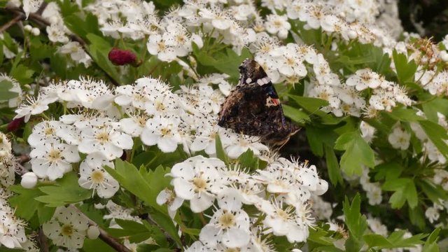 Crataegus or Common hawthorn (Crataegus laevigata) from the Rosaceae family. In the wild, it is found in North America and in Europe. This is an ornamental and medicinal plant.