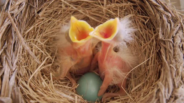 Starving newly hatched baby birds in a nest open their mouths in hope of food. Themes of spring, motherhood, children, babies, feeding, hungry. Prores file, shot in 4K UHD.