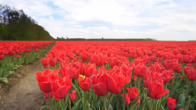 Red tulips growing in a field during springtime in Holland with clouds moving over the field and forest in the background.