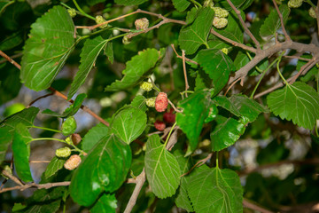 Fototapeta premium red berries on a bush