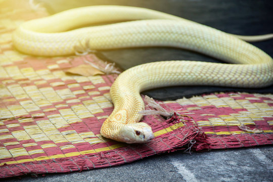 exotic pet albino Snake Siamese cobra Naja kaouthia white and orange body of Thailand that is slither on the mat have in the red eye in the show of snake charmer.