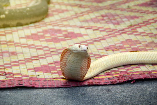 exotic pet albino Snake Siamese cobra Naja kaouthia white and orange body of Thailand that is slither on the mat have in the red eye in the show of snake charmer.