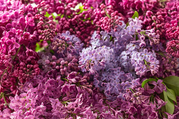 Spring lilac different varieties, blossoming background