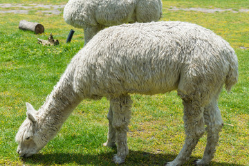 White alpaca in Melbourne