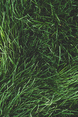 Green grass natural background texture. Summer grass, top view