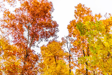 Fototapeta na wymiar Virginia yellow orange red oak autumn trees view in Fairfax County colorful foliage in NOVA woods