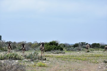 wildebeest portrait in the desert