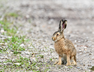 Zając © Sporywildlife