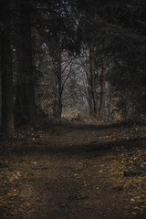 Obraz premium forest in fog