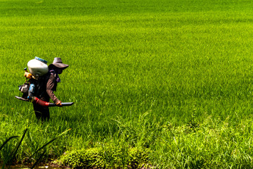 Farmers are injecting pesticides protect plants at rice fields