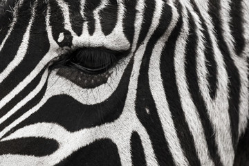 Obraz na płótnie Canvas A zebra face with eye up close. Makes a nice background.