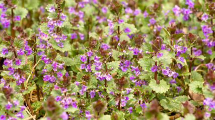 Blooms Boudreau hederacea Glechoma hederacea . Floral background is from the flowers of medicinal plants, Boudreau hederacea. Purple small flowers are on a green background.