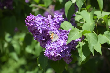 Butterfly Vanessa cardui on lilac flowers. Pollination blooming lilacs.