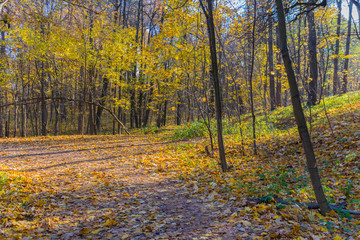 Road in the autumn park covered with yellow leaves