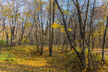 Fototapeta premium Road in the autumn park covered with yellow leaves