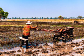 Rice fields that have been harvested and are preparing for the next rice planting