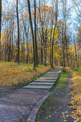 Fototapeta premium Golden autumn scene in the park, road in forest