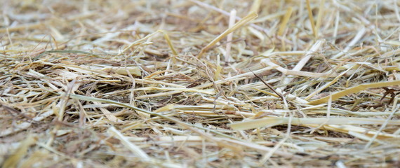 Stroh und Heu - Textur und Hintergrund