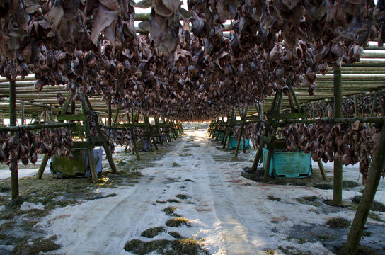 A lot of big fish is dried on wooden supports under the open sky