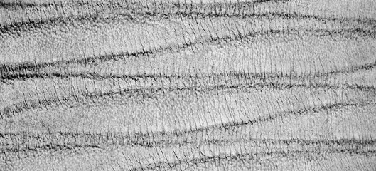 Honigpalme - Palmenrinde - Hintergrund und Banner