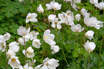 Großes Windröschen mit weißen Blüten