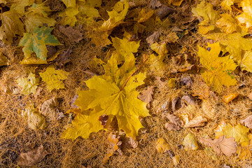 Abstract autumn leafage on grass