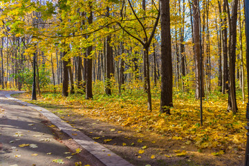 Golden autumn scene in the park, road in forest